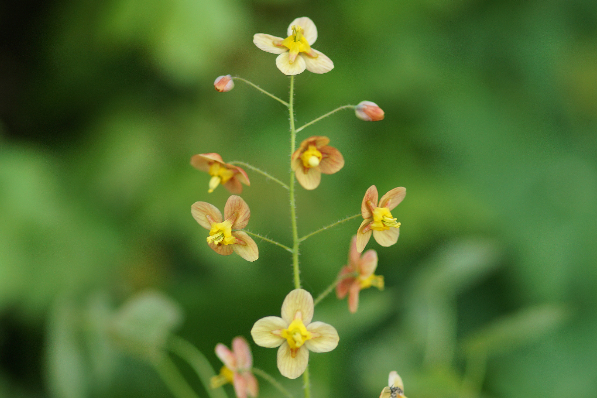 Epimedium x warleyense 'Orange Königin'
