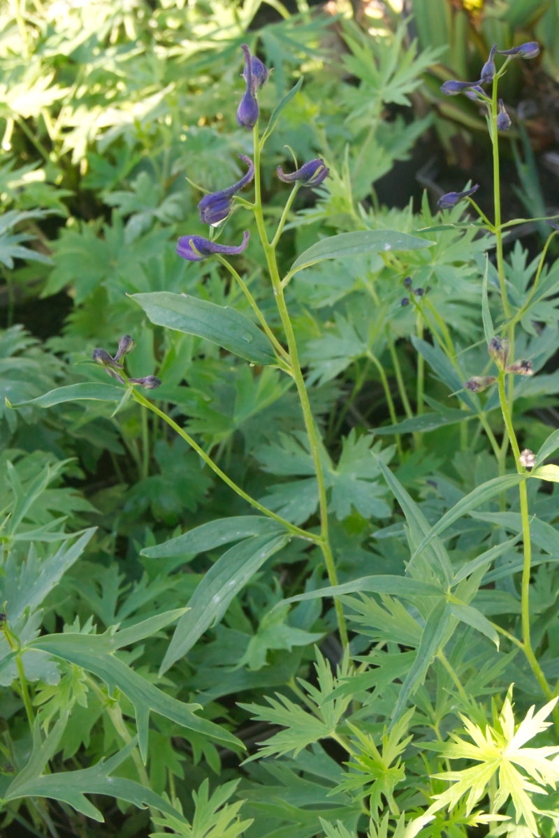 Delphinium Belladonna-Hybr. 'Bellamosum', gen. - Rittersporn