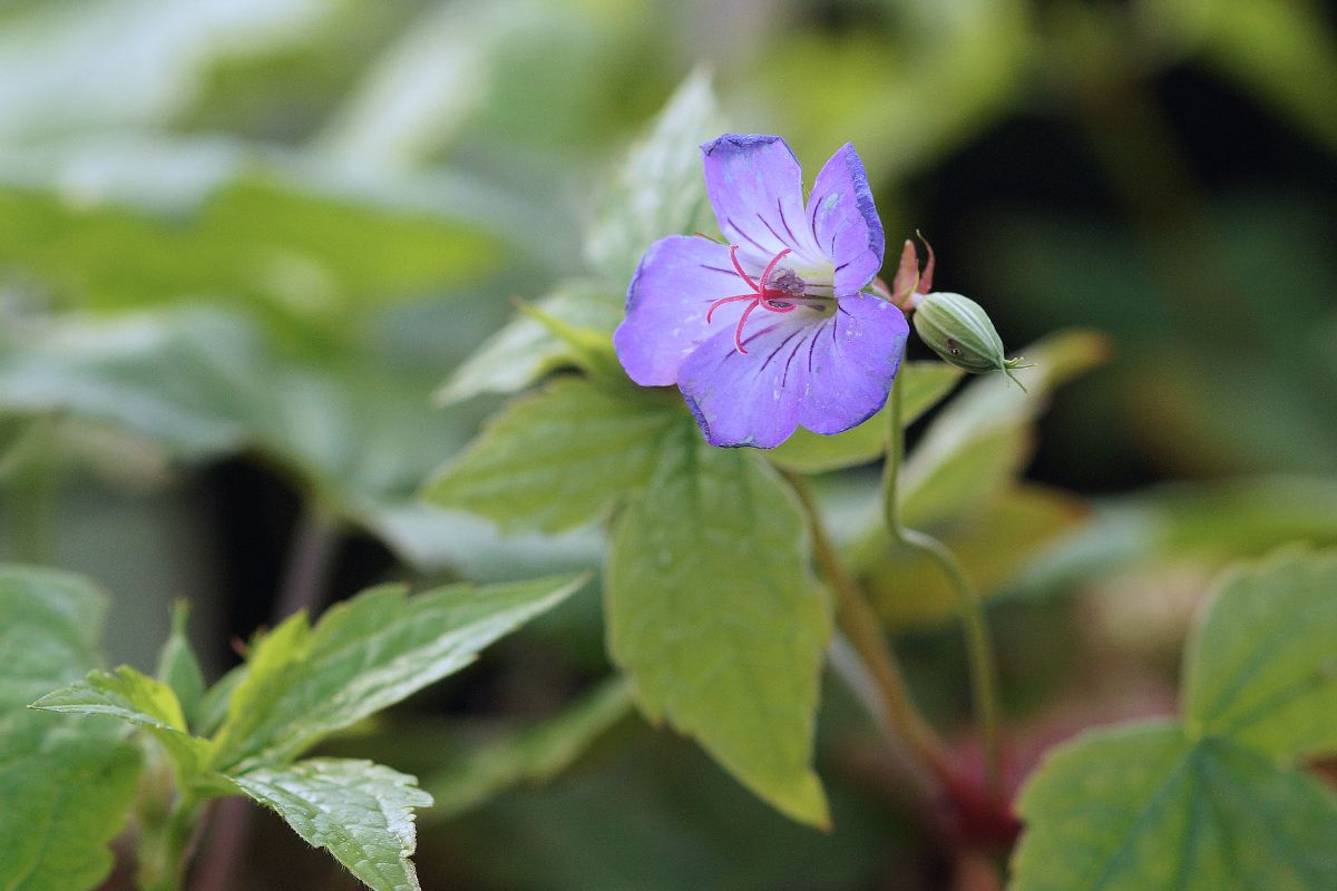 Geranium nodosum