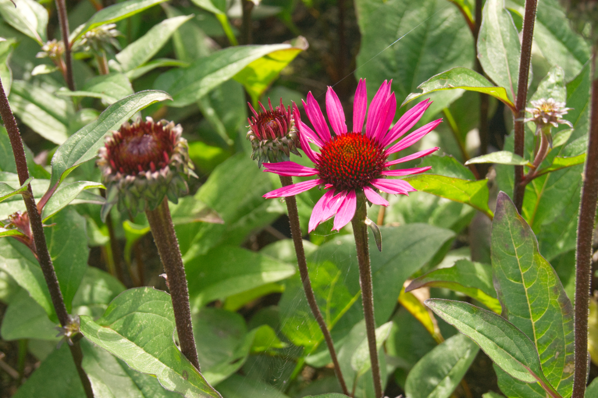 Echinacea purpurea 'Fatal Attraction' (R) - Sonnenhut