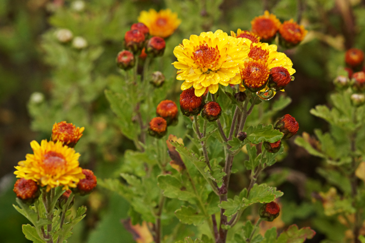 Chrysanthemum x hortorum 'Bienchen' - Winteraster