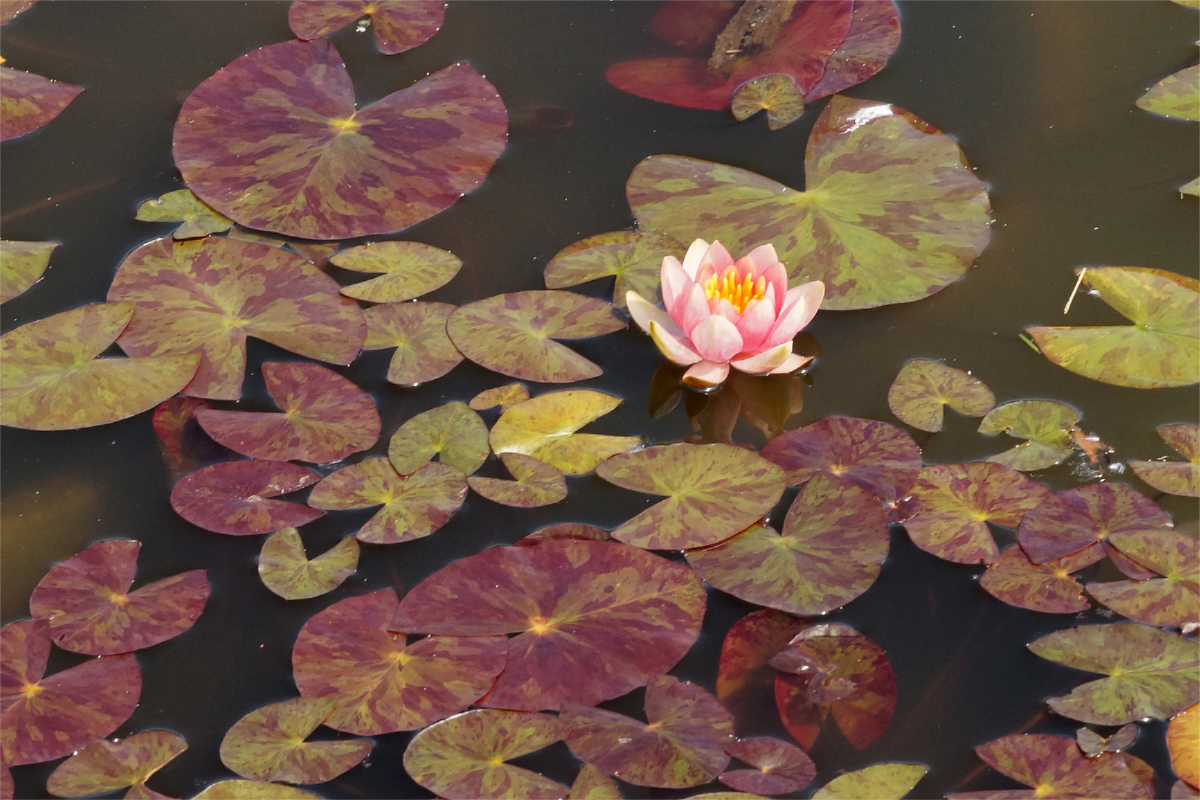 Nymphaea Hybride 'Chrysantha' ('Graciella')