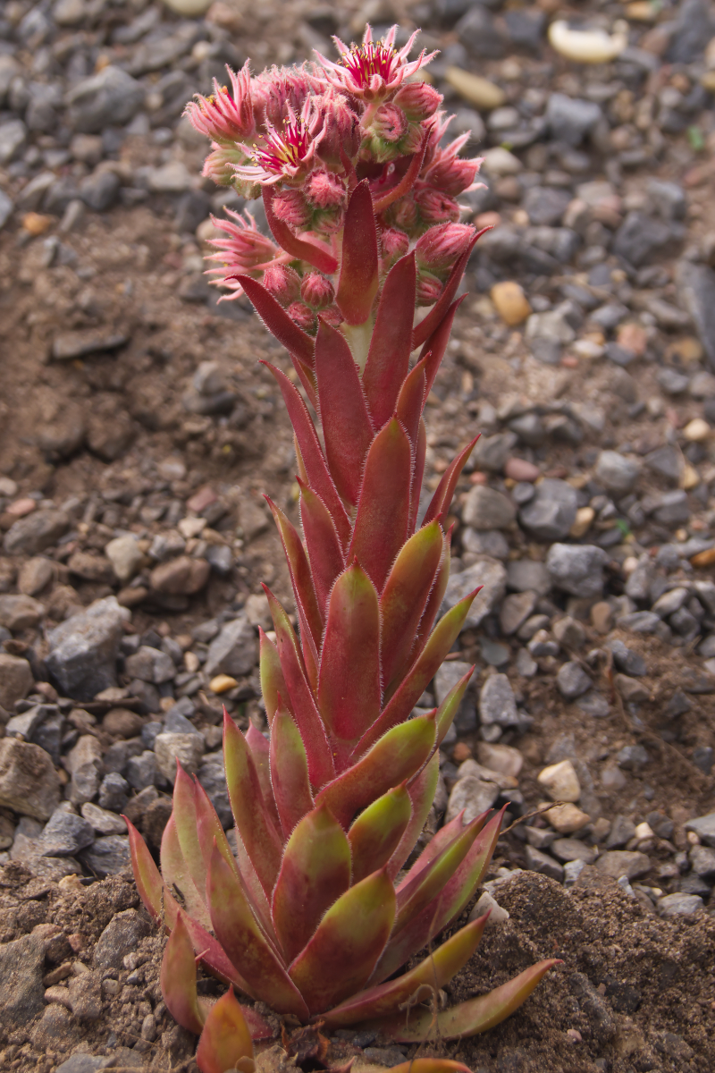 Sempervivum Hybride 'Red Cross'