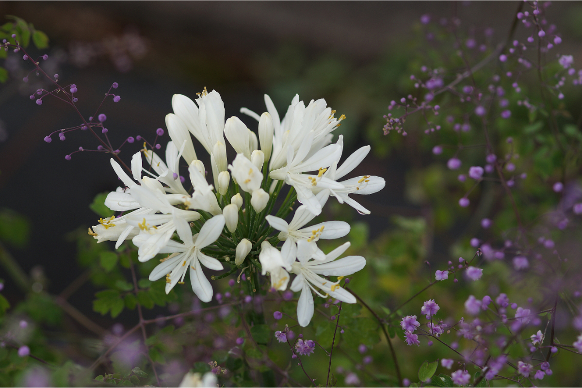 Agapanthus africanus 'Albus' - Afrika-Schmucklilie