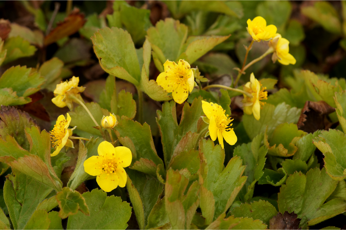 Waldsteinia ternata - Golderdbeere, Ungarwurz