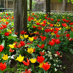 Frühjahrslook mit Tulpen Frühjahrslook mit Tulpen