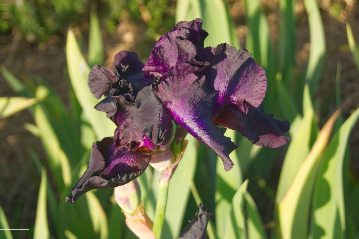 Iris barbata-elatior 'Night Owl' - Hohe Bartschwertlilie