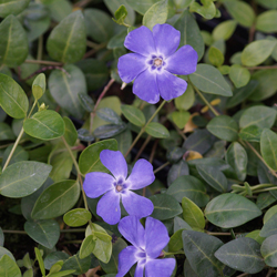 Vinca minor Marie
