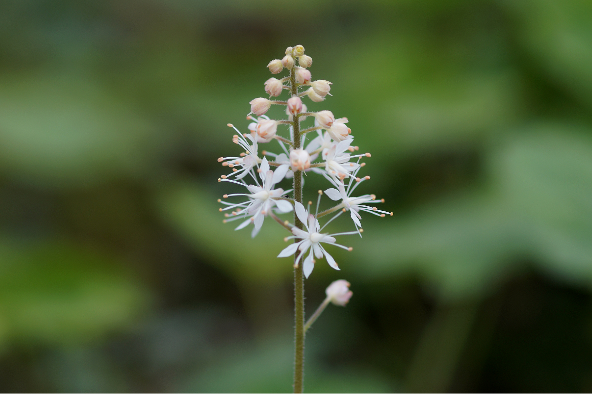 Tiarella cordifolia