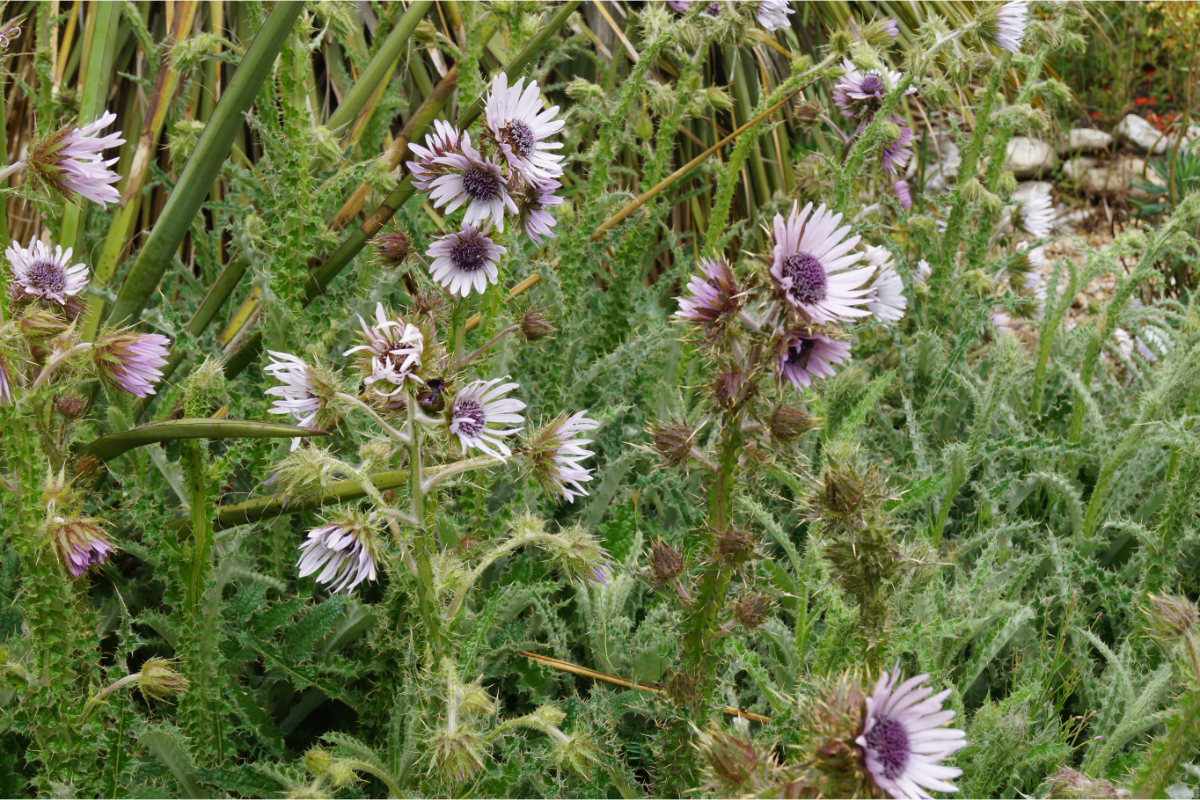 Berkheya purpurea