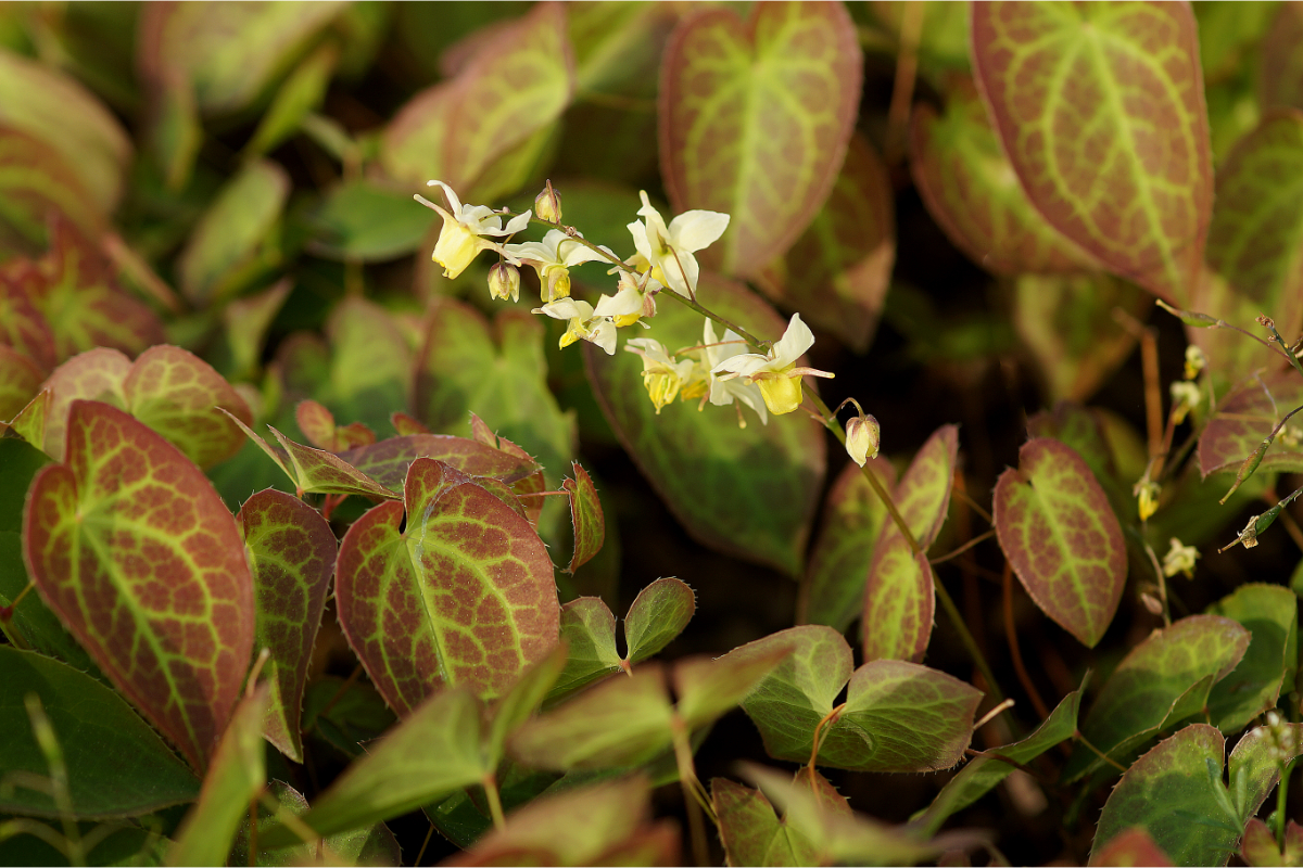 Epimedium x versicolor 'Sulphureum' - Elfenblume
