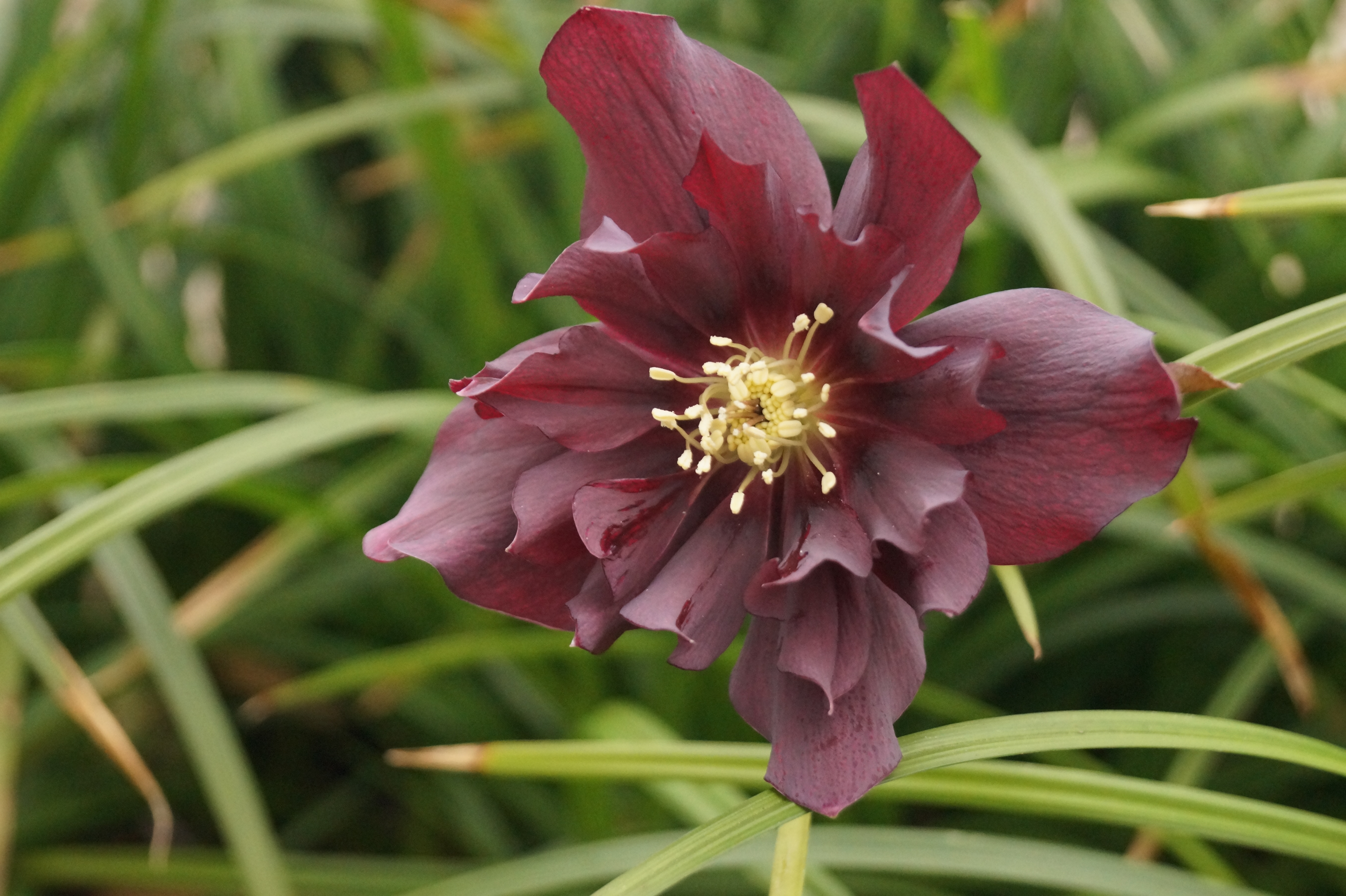 Helleborus Orientalis-Hybr. 'Double Ellen Purple'