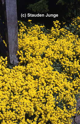 Aurinia (Alyssum) 'Compactum Goldkugel' - Steinkraut