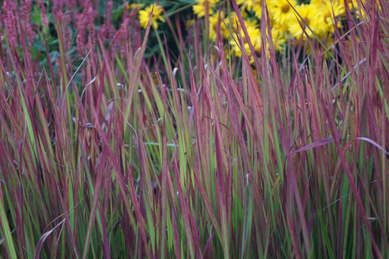 Imperata cylindrica 'Red Baron'