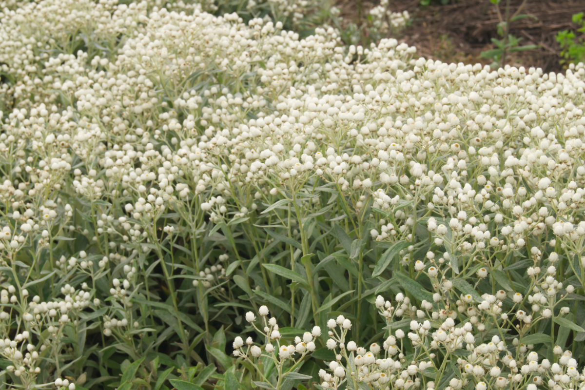 Anaphalis triplinervis 'Sommerschnee' - Perlkörbchen, Perlkörpchen