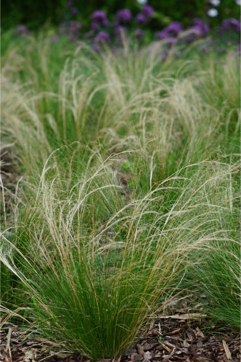 Stipa tenuissima (Nasella tenuissima)