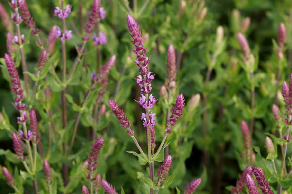 Salvia nemorosa 'Amethyst' - Sommer-Gartensalbei
