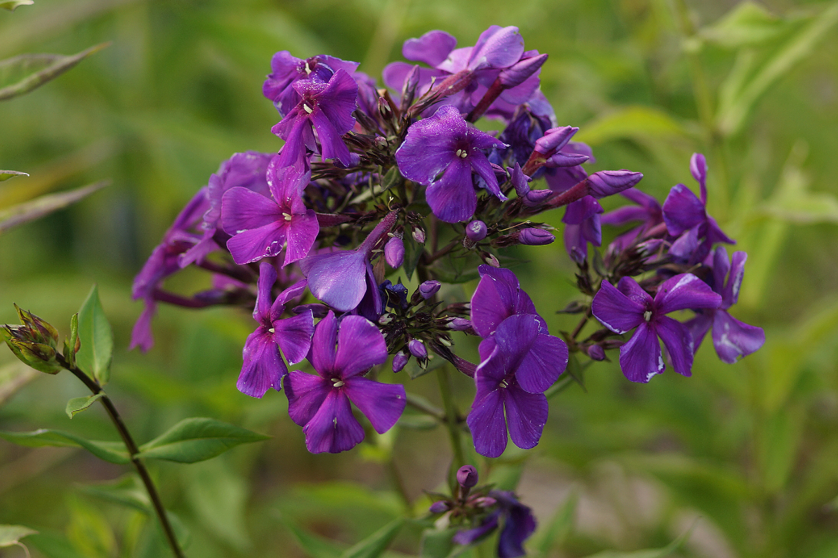 Phlox Paniculata-Hybr. 'Düsterlohe' - Hohe Flammenblume