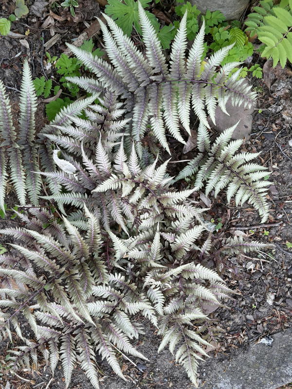 athyrium_niponicum_metallicum_gen_04