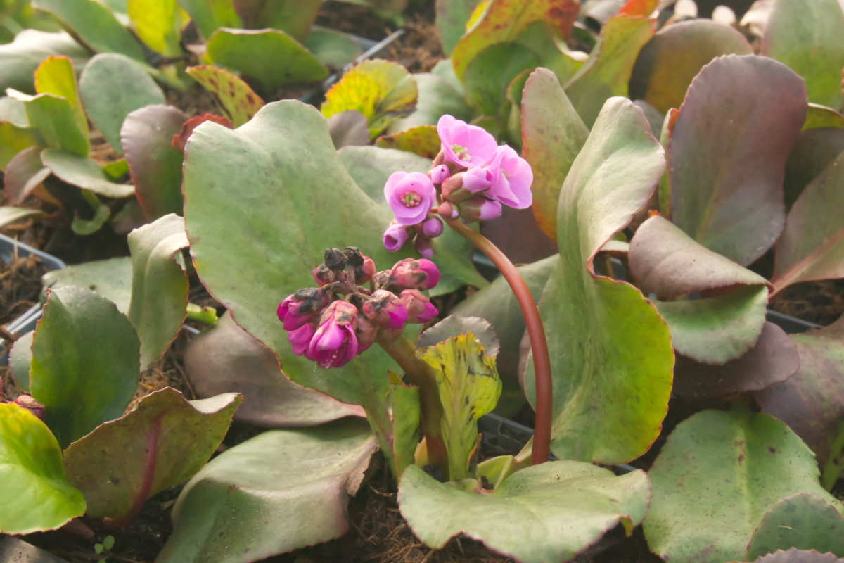 Bergenia cordifolia 'Winterglut' gen. - Bergenie