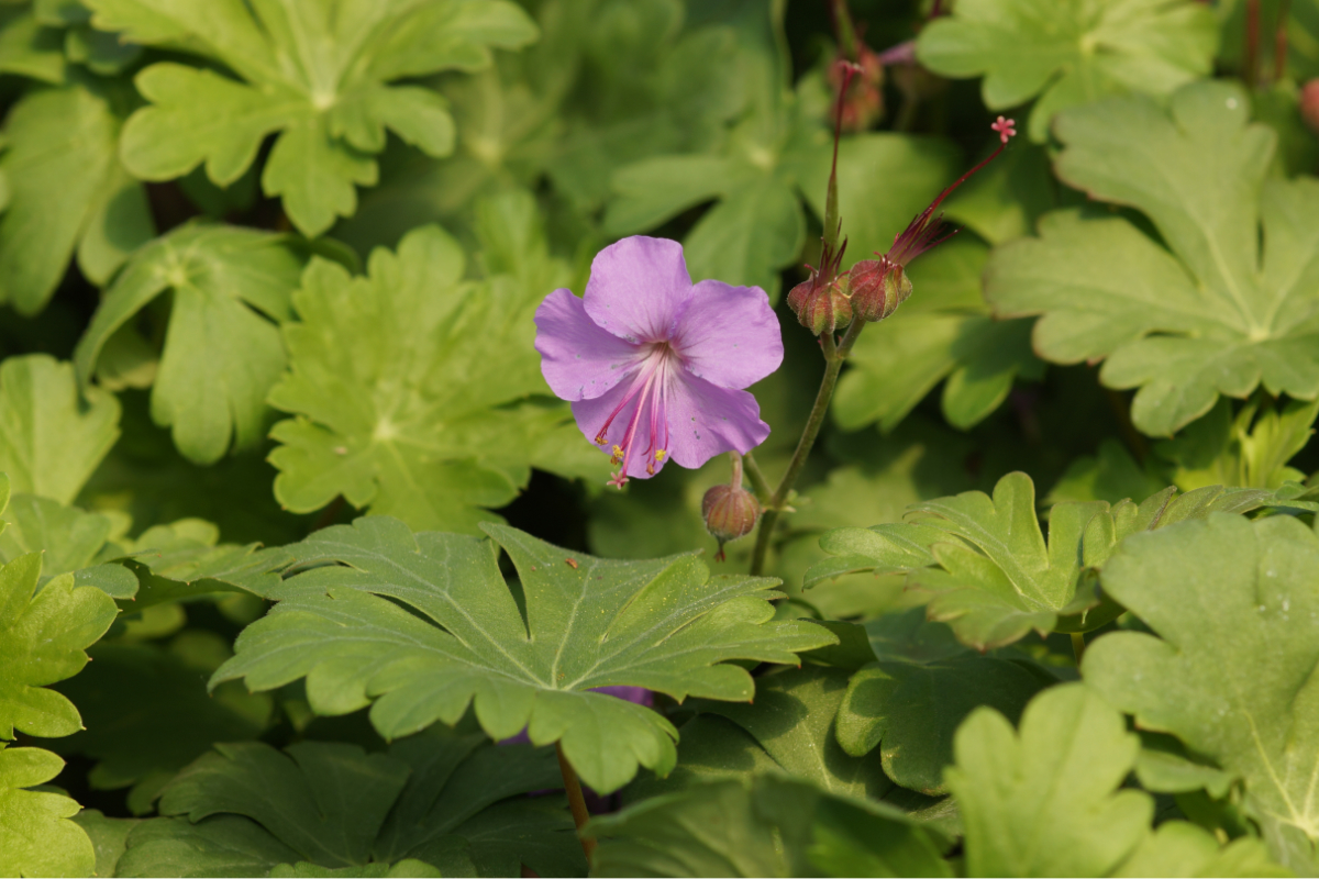 Geranium x cantabrigiense 'Berggarten' - Cambridge-Storchschnabel