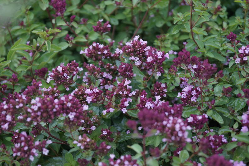Origanum laevigatum 'Herrenhausen'