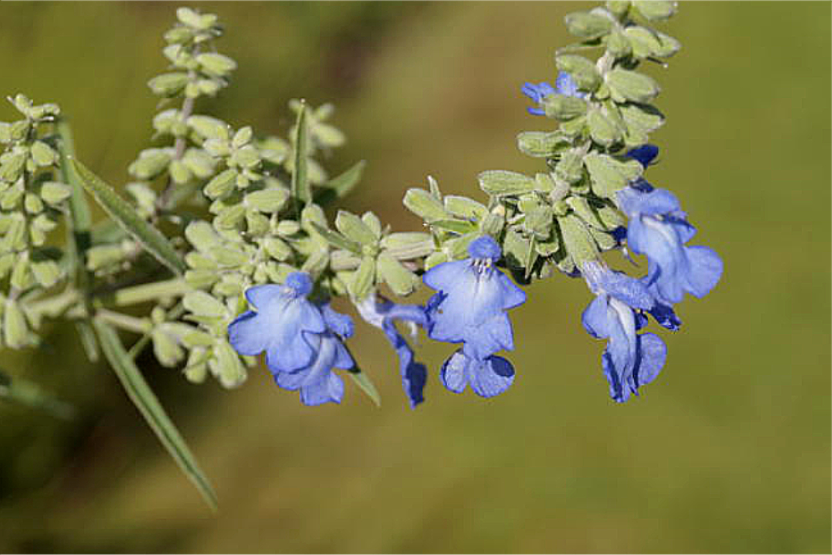 Salvia azurea 'Grandiflora'