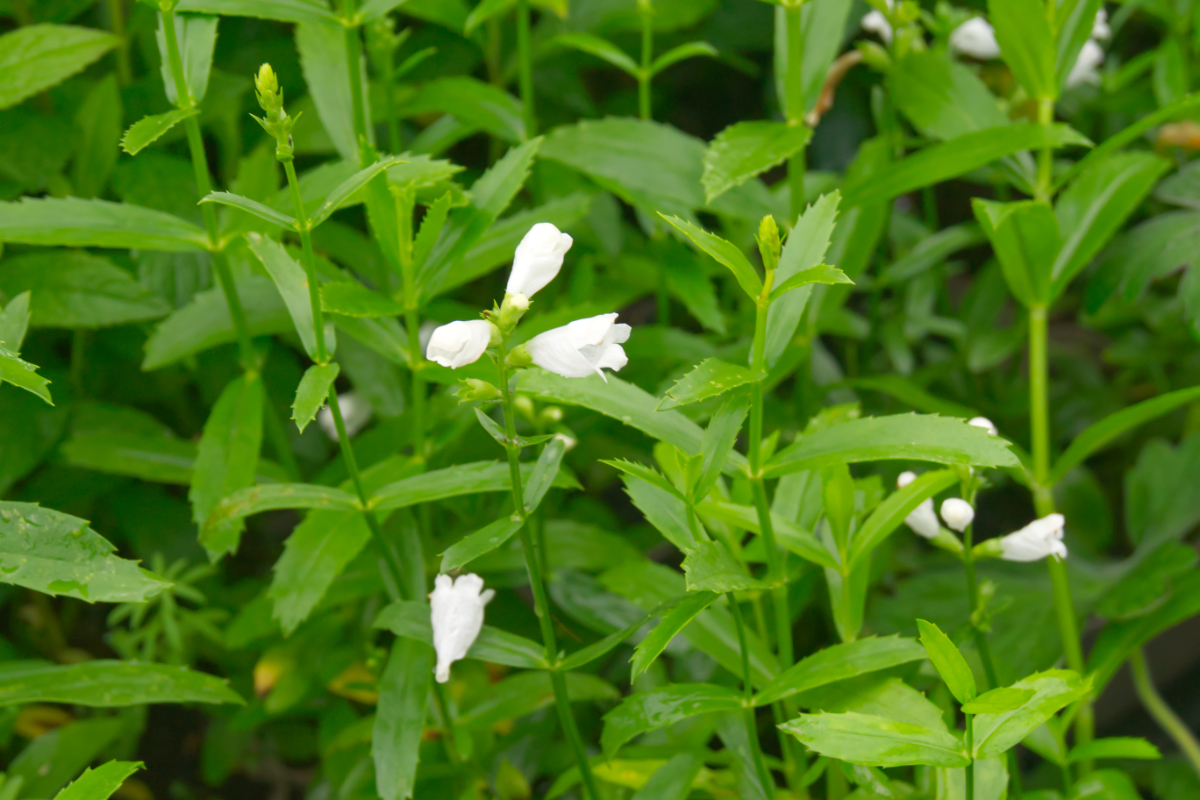 Physostegia virginiana 'Alba'