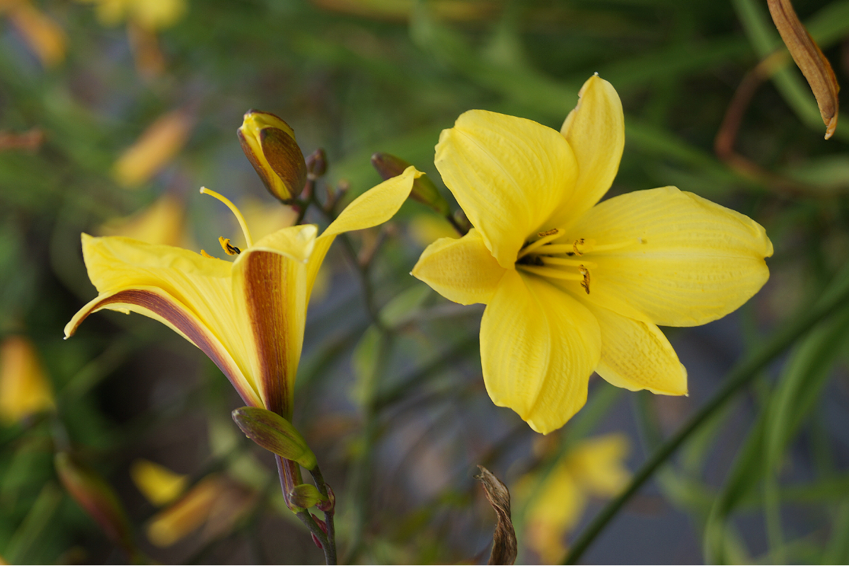 Hemerocallis Hybride 'Corky'