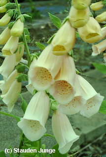 Digitalis purpurea 'Apricot'
