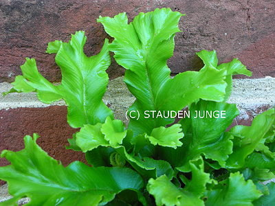 Asplenium scolopendrium 'Cristatum' gen. - Hahnenkamm-Hirschzungenfarn