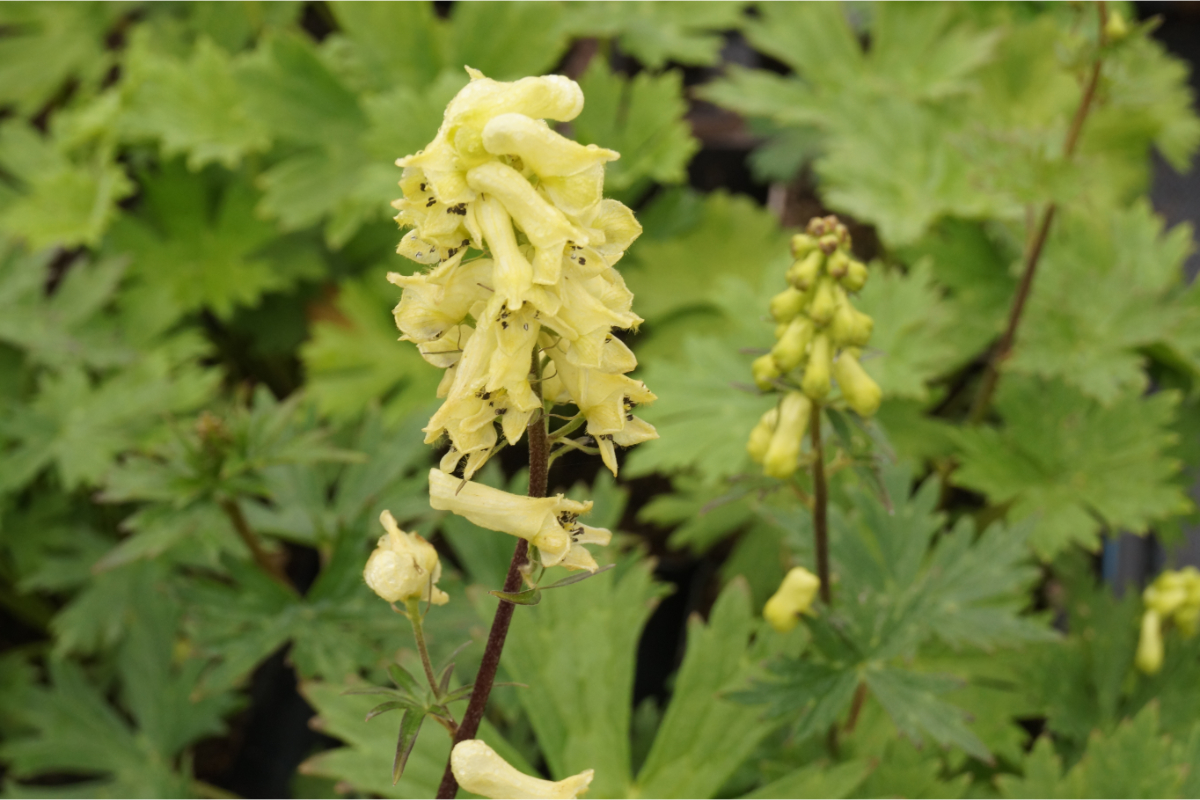 Aconitum lycoctonum - Eisenhut, Wolfs-Eisenhut