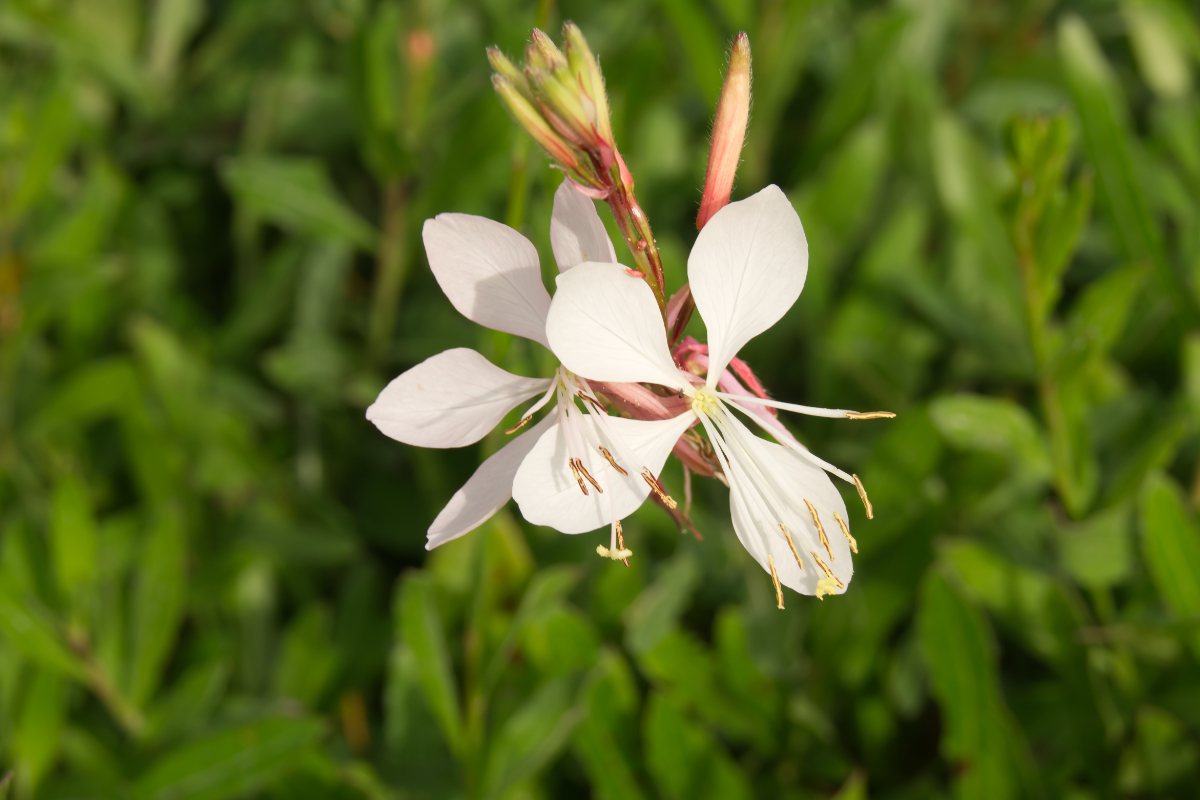 Gaura lindheimeri 'Summer Breeze'
