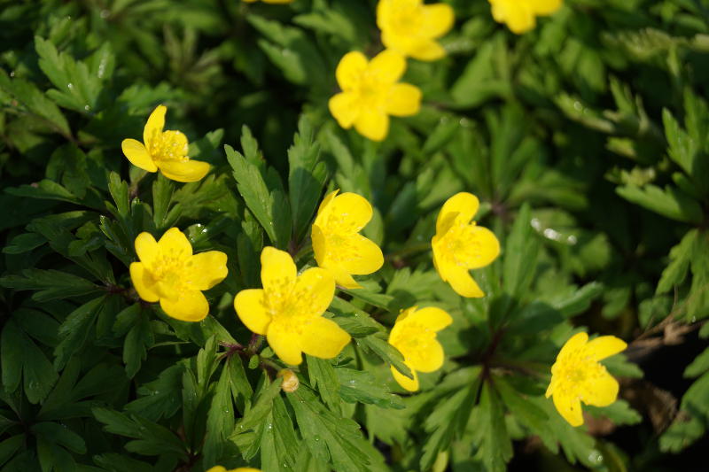 Anemone ranunculoides - Gelbes Buschwindröschen