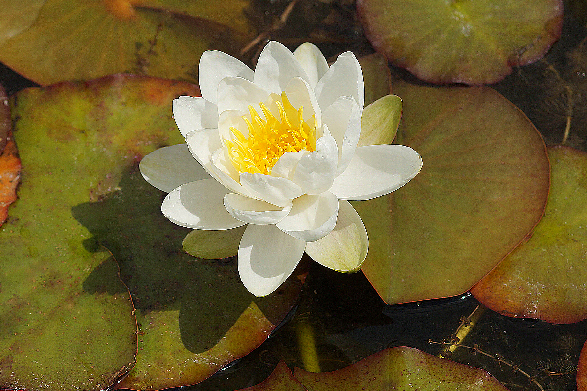 Nymphaea tuberosa 'Pöstlingberg'