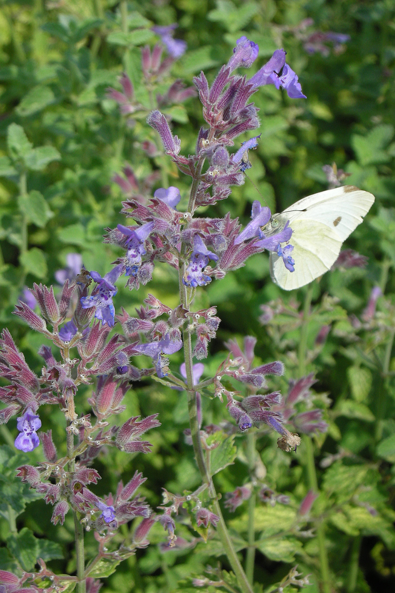Nepeta x faassenii 'Walkers Low'