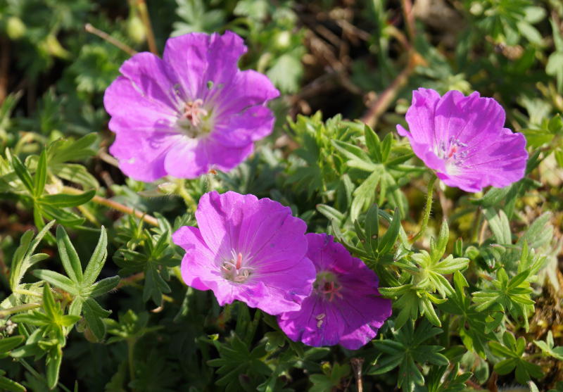 Geranium sanguineum 'Max Frei'