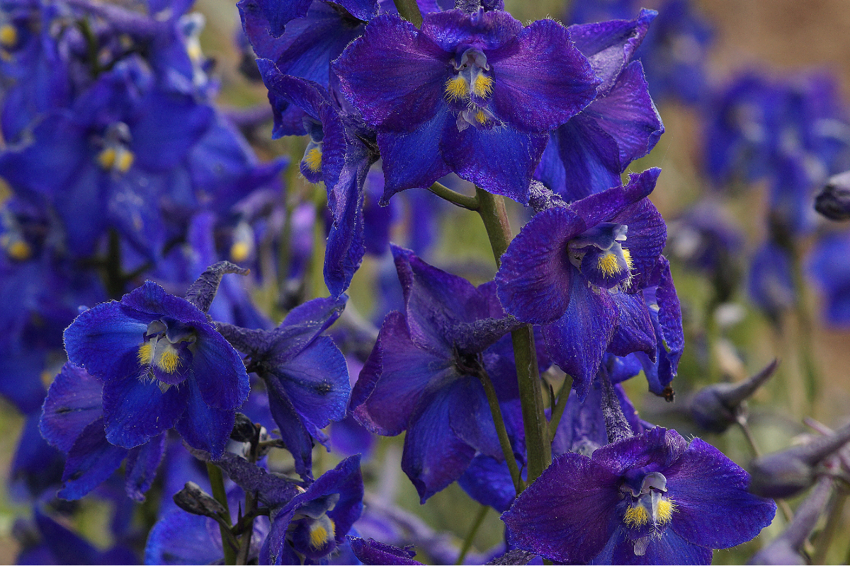 Delphinium Belladonna-Hybr. 'Atlantis'
