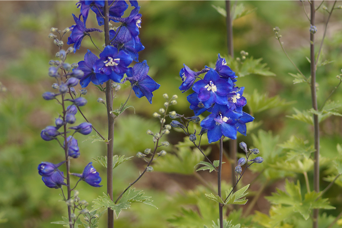 Delphinium Elatum-Hybr. 'Lanzenträger' - Hoher Garten-Rittersporn