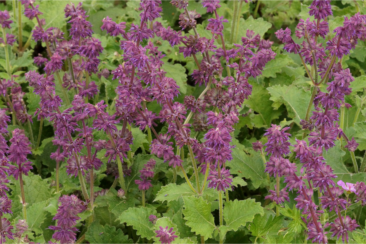Salvia verticillata 'Purple Rain' - Quirlblütiger Salbei