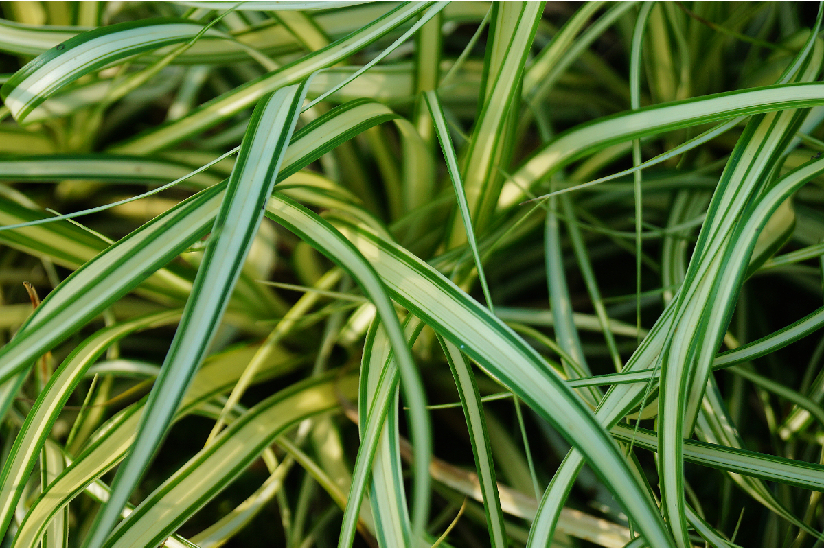 Carex oshimensis 'Evergold'