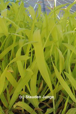 Milium effusum 'Aureum' - Gelbe Waldhirse