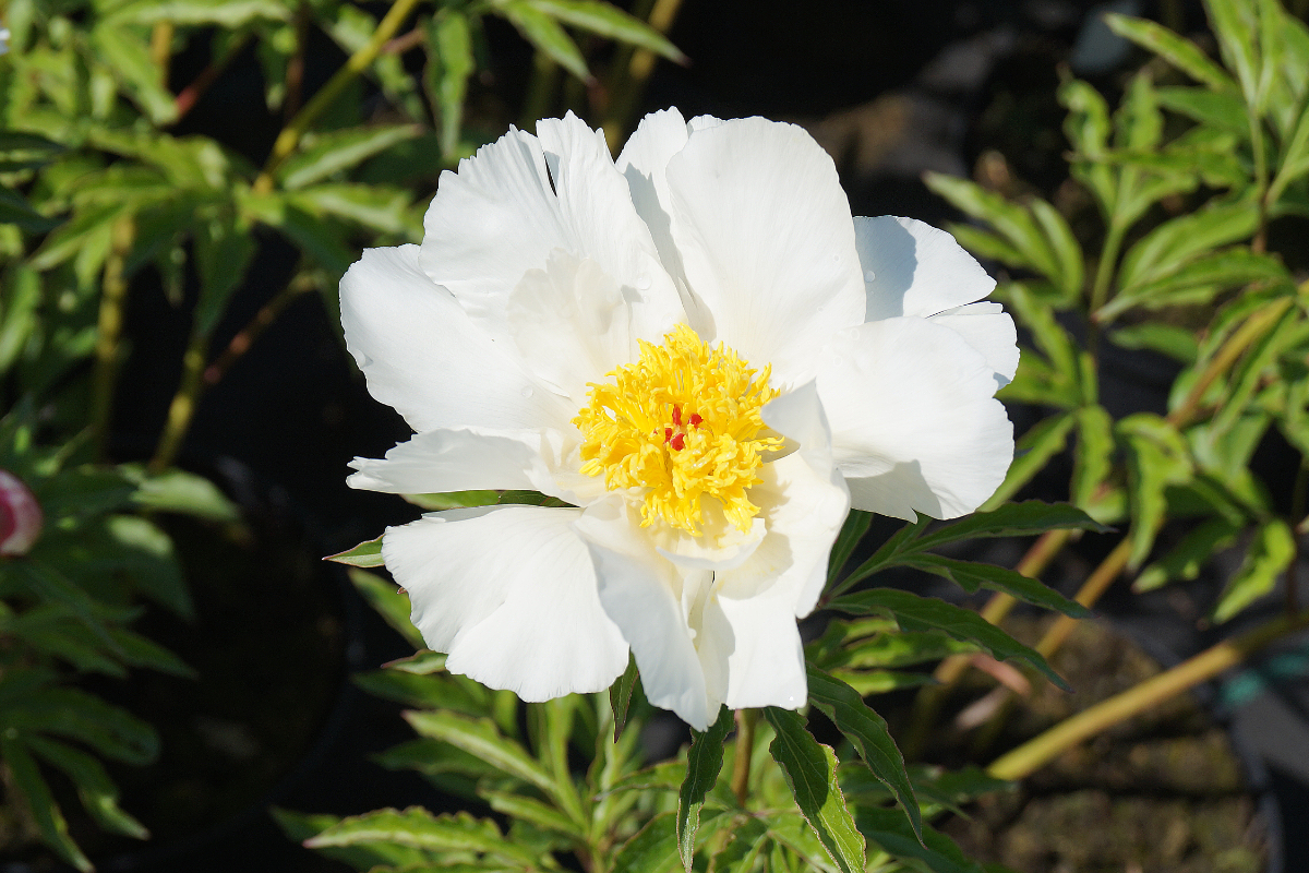 Paeonia Lactiflora-Hybr. 'White Wings' - Pfingstrose