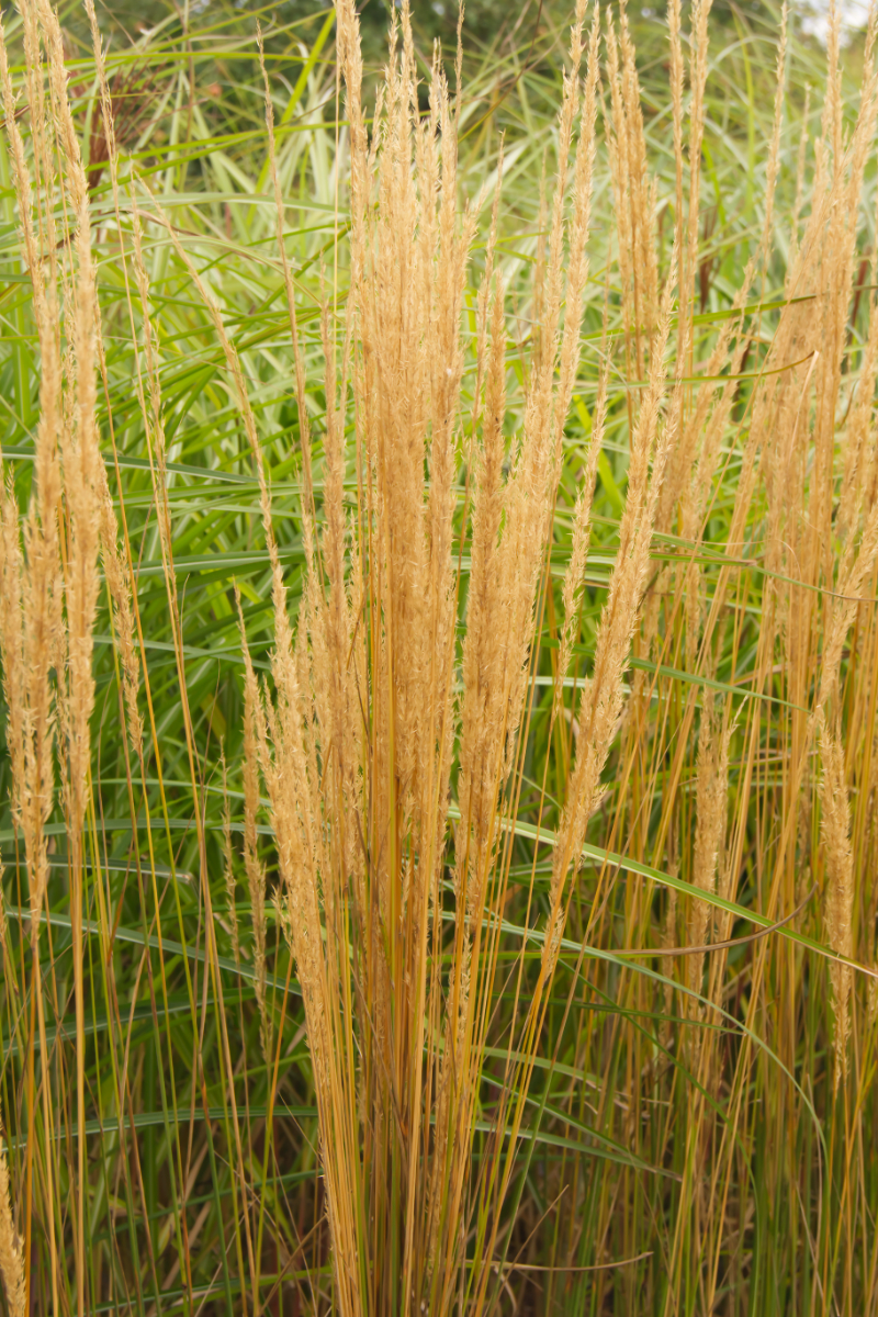 Calamagrostis acutiflora 'Karl Foerster'