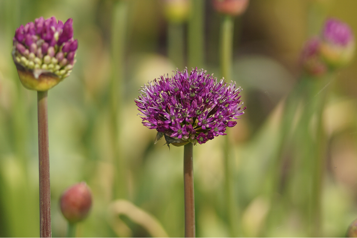 Allium aflatuense 'Purple Sensation'