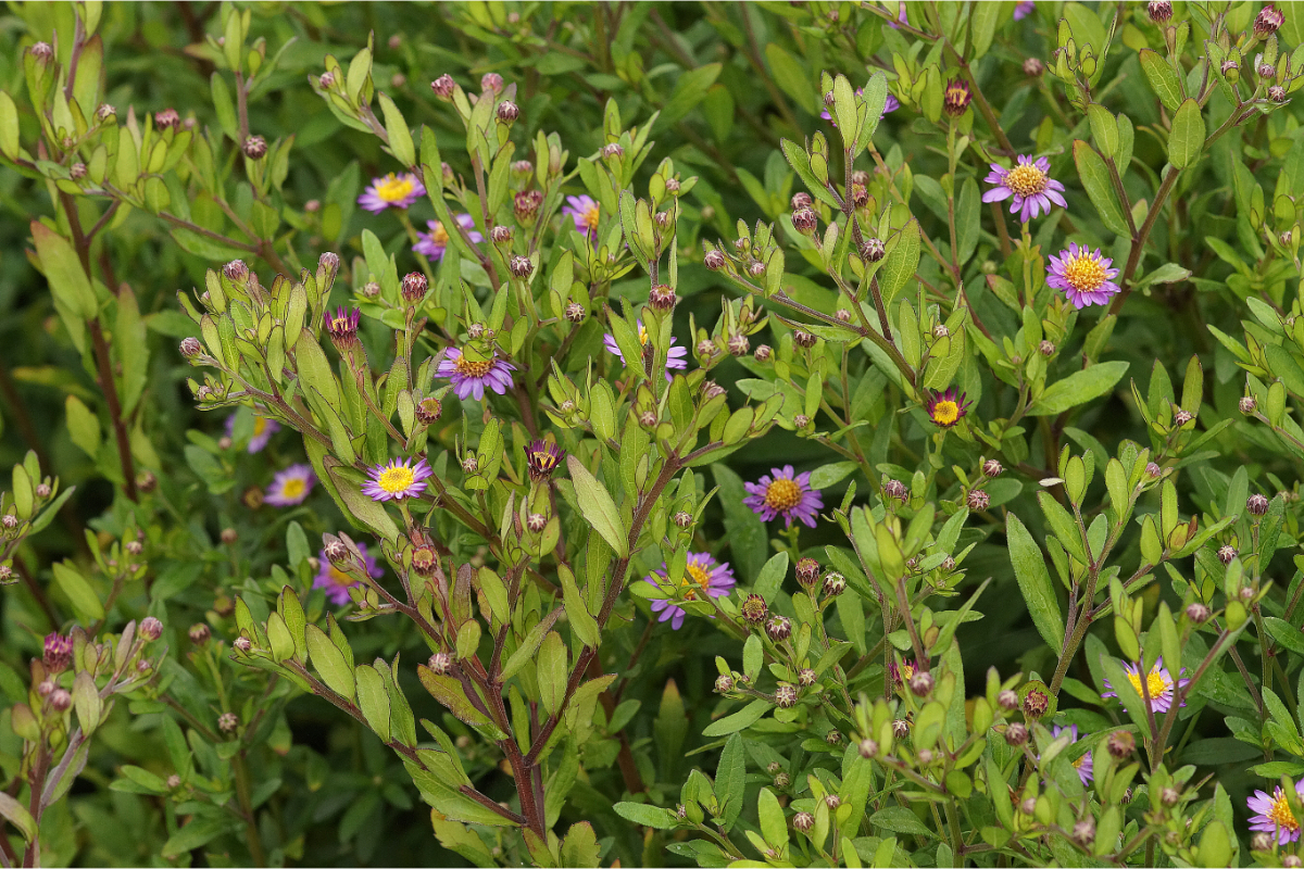 Aster ageratoides 'Ezo Murasaki' - Ageratumsähnliche Aster
