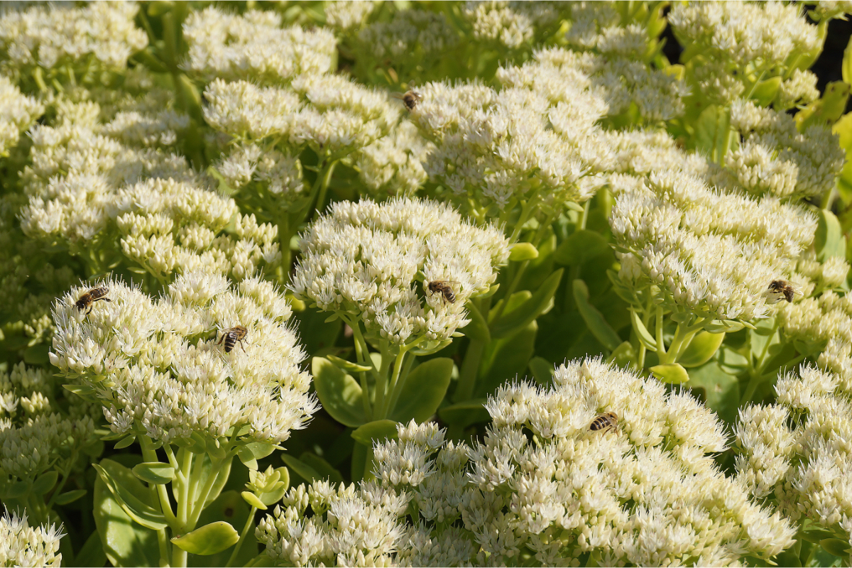 Sedum spectabile 'Stardust'