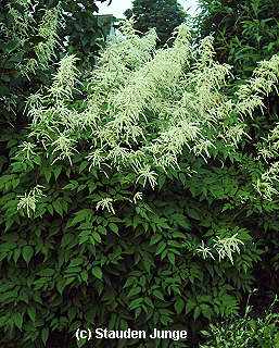 Aruncus dioicus (sylvestris)