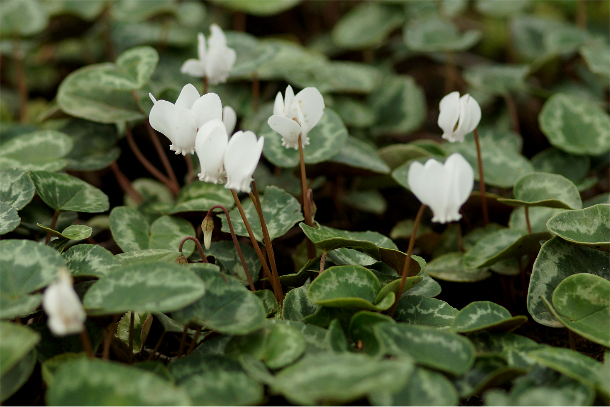 Cyclamen hederifolium 'Perlenteppich'