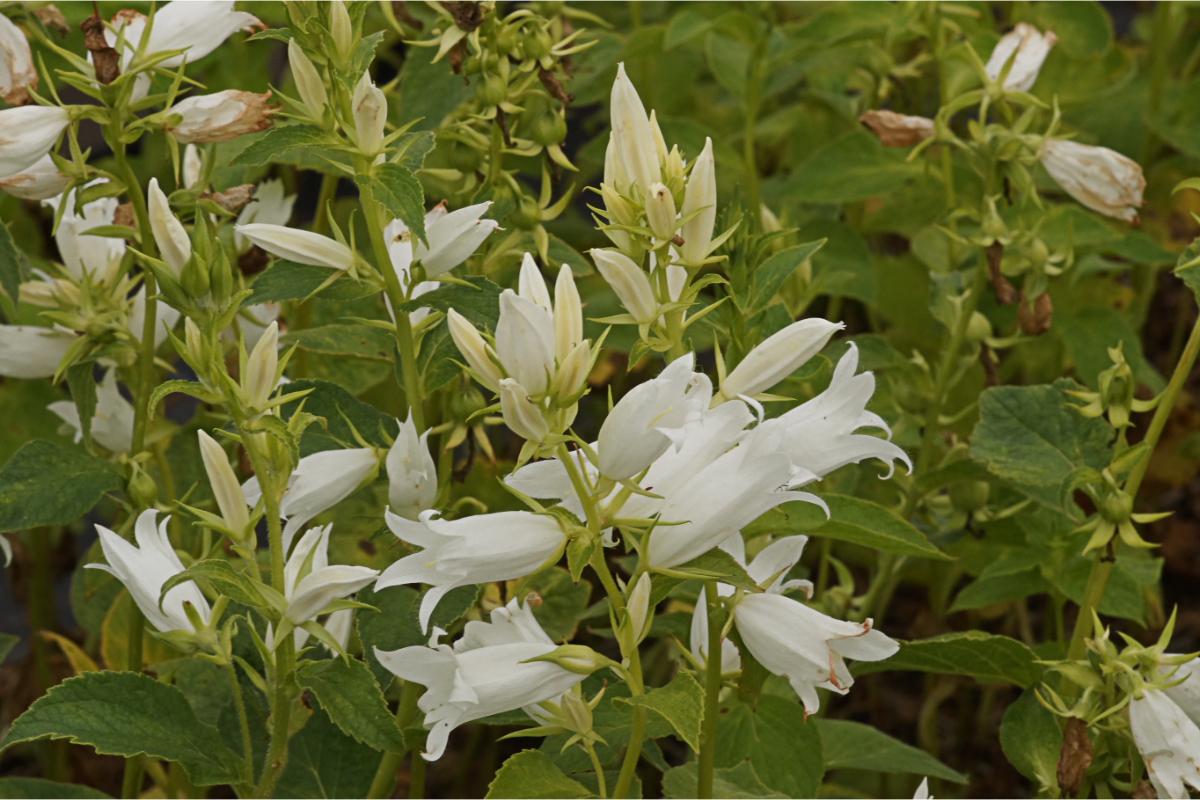 Campanula lat. macrantha 'Alba'